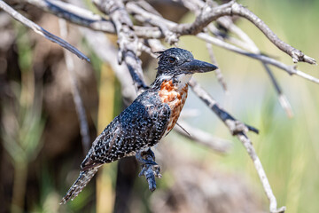 South Africa, Kruger National Park, Giant Kingfisher (Megaceryle maxima)
