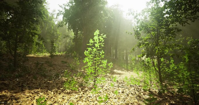 A vibrant green sapling stands prominently in a sunlit forest, surrounded by tall trees and scattered leaves. Early morning light filters through the foliage, creating a serene atmosphere.