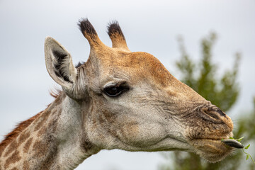South Africa, Kruger National Park, Giraffe (Giraffa camelopardalis)