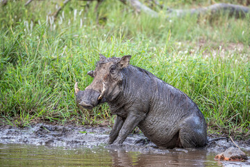 South Africa, Kruger National Park, Warthog (Phacochoerus africanus)