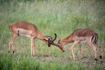 South Africa, Kruger National Park, Impala (Aepyceros melampus)