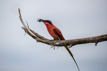 South Africa, Kruger National Park, Southern Carmine Bee-eater (Merops nubicoides)