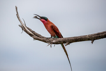 South Africa, Kruger National Park, Southern Carmine Bee-eater (Merops nubicoides)