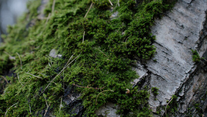 moss and tree bark