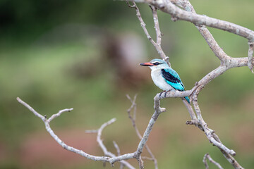 South Africa, Kruger National Park, Woodland Kingfisher (Halcyon senegalensis)