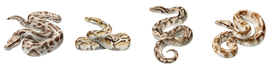 Obraz premium Collection of Four Non-Venomous Snakes Isolated on White Background. Reptile Diversity. Exotic Pets, Wildlife Illustration, Danger Concept. Scales