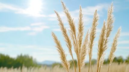 Fototapeta premium Golden grass sways gently under bright sun, creating serene and peaceful atmosphere