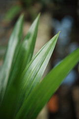 Obraz premium close up of a plant