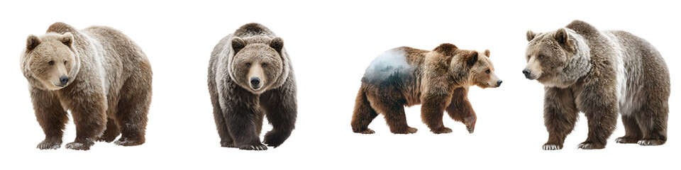 Fototapeta premium Grizzly Bear Portrait Set: Four Poses of Majestic Brown Bears on White