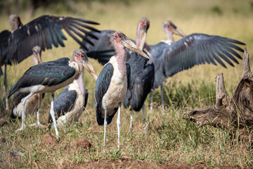 South Africa, Kruger National Park, Marabou Stork (Leptoptilos crumenifer)