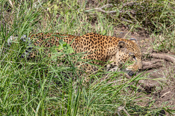 South Africa, Kruger National Park, Leopard (Panthera pardus)