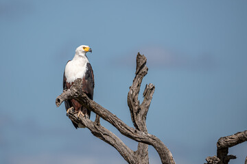 South Africa, Kruger National Park, African Fish-Eagle (Haliaeetus vocifer)