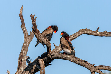 South Africa, Kruger National Park, Bateleur Eagle (Terathopius Ecaudatus)