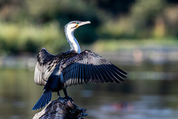 South Africa, Kruger National Park, White-breasted Cormorant (Phalacrocorax lucidus)