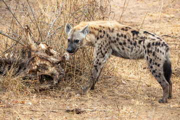 South Africa, Kruger National Park, Spotted Hyena (Crocuta crocuta)