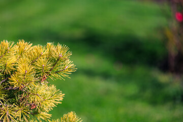 A tree with yellow leaves is in a green field