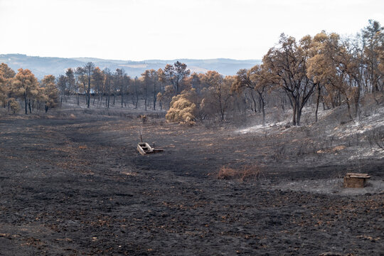 Destrui&ccedil;&atilde;o causada por um Inc&ecirc;ndio florestal deixando o ch&atilde;o coberto de cinzas negras, &aacute;rvores e vegeta&ccedil;&atilde;o queimada com um bebedouro para animais destru&iacute;do em meio &agrave; devasta&ccedil;&atilde;o