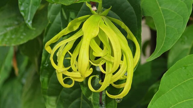 Beautiful champaka flowers on the background