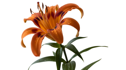 Vibrant orange lily flower with dark background and green stems