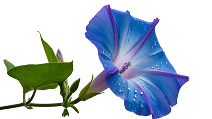 Vibrant blue morning glory flower with dewdrops on black background