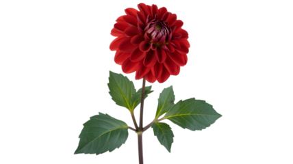 Vibrant red dahlia flower bloom against a deep black background