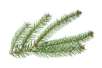 Fresh green fir tree branch isolated on a clean white background.