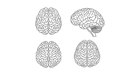 Detailed human brain anatomy views top side and cross section for medical science and education vector