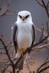 Fototapeta premium Striking Portrait of a Black Shouldered Kite Perched Amongst Nature's Splendor