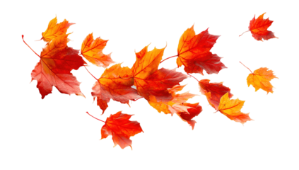 autumn colored fall leaf texture on transparent background overlay