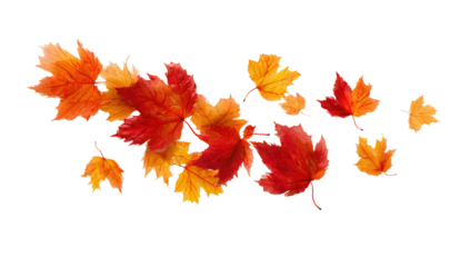 autumn colored fall leaf texture on transparent background overlay