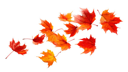 autumn colored fall leaf texture on transparent background overlay