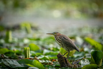 Green Heron in the Pond