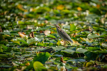 Green Heron in the Pond