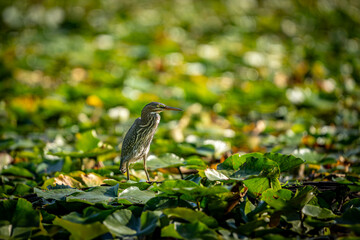 Green Heron in the Pond