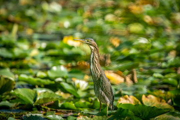 Green Heron in the Pond
