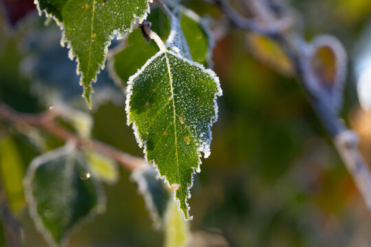 Autumn birch leaves covered with frost due to the first frosts