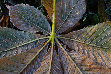 Macro photograph of an inverted horse chestnut or buck-eye leaf covered with frost