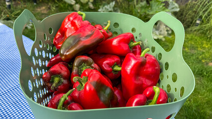 Vibrant red peppers overflow in a colander, invoking harvest festivity, culinary alchemy, and the...