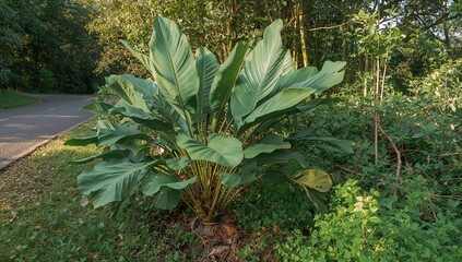 Fototapeta premium Leaves of a plant that yield edible tubers growing beside a roadside, featuring background patterns and natural textures with elements of water, summer, and spring foliage