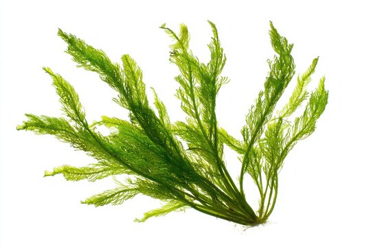Hornwort (Ceratophyllum demersum) Isolated on White Background: Underwater Green Seaweed Silhouette Reflecting Nature's Beauty