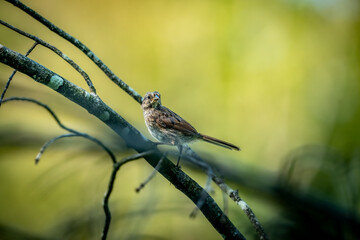 Sparrow bird on a branch
