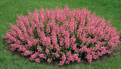 Balsam plants with pink blossoms in a garden flowerbed