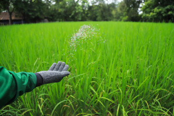farmer hand hold chemical fertilize for using in green rice filed before harvesting