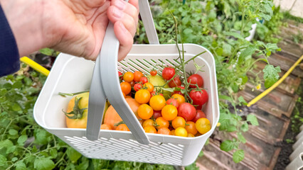 A hand clutches a basket brimming with heirloom cherry tomatoes, evoking community garden charm and...