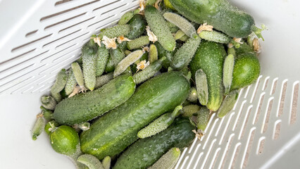 Freshly harvested gherkins twinkle in a sunlit colander, evoking Pickle Week and the whimsical...