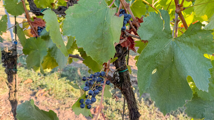 Entwined grapevine tendrils harbor lush, shadowed clusters of grapes, embracing autumnal equinox whispers and Nouveau Beaujolais festival dreams