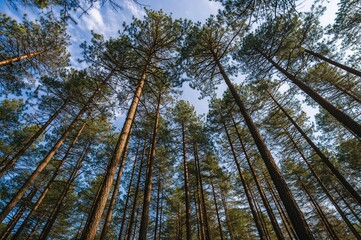 Fototapeta premium Lofty pine trunks reach skyward, bathed in sunlight that pierces the thick green canopy, filling the air with a crisp pine aroma.