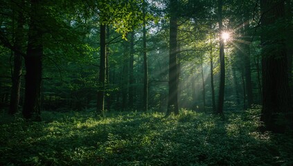 Sunlight filtering through foliage and greenery