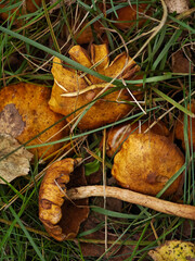 The slippery jack or butter mushroom family, top view of slightly cracked caps