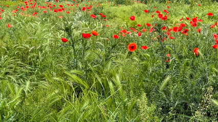 Scarlet poppies ablaze in green meadow, evoking Beltane's vibrant renewal, whispering secrets of...